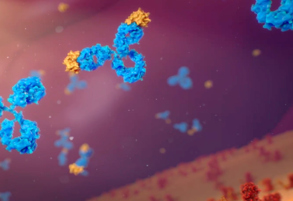 Antibodies binding to FGF23 proteins to help reduce phosphate loss and increase phosphorus levels in the body for people with XLH