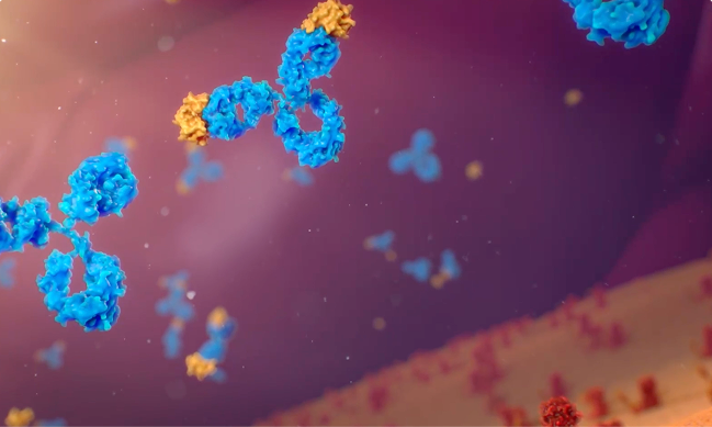 Antibodies binding to FGF23 proteins to help reduce phosphate loss and increase phosphorus levels in the body for people with XLH