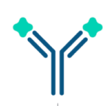 CRYSVITA monoclonal antibody with FGF23 bound to 2 of its arms