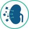 Kidney showing reduced phosphorus reabsorption